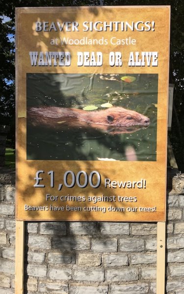 Beaver_poster_Dead_or_Alive.jpg