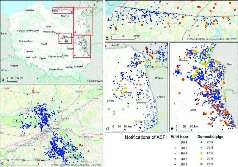 ASF_Poland_2018.jpg