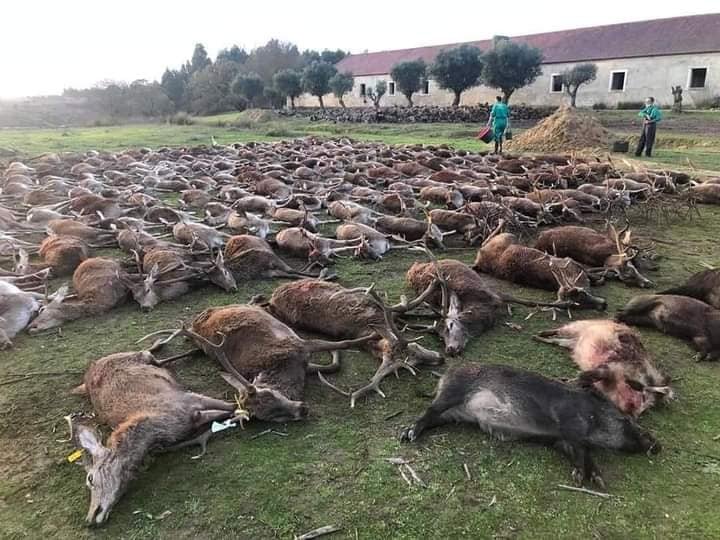 Hunting in Portugal 2020_12_22_1.jpg